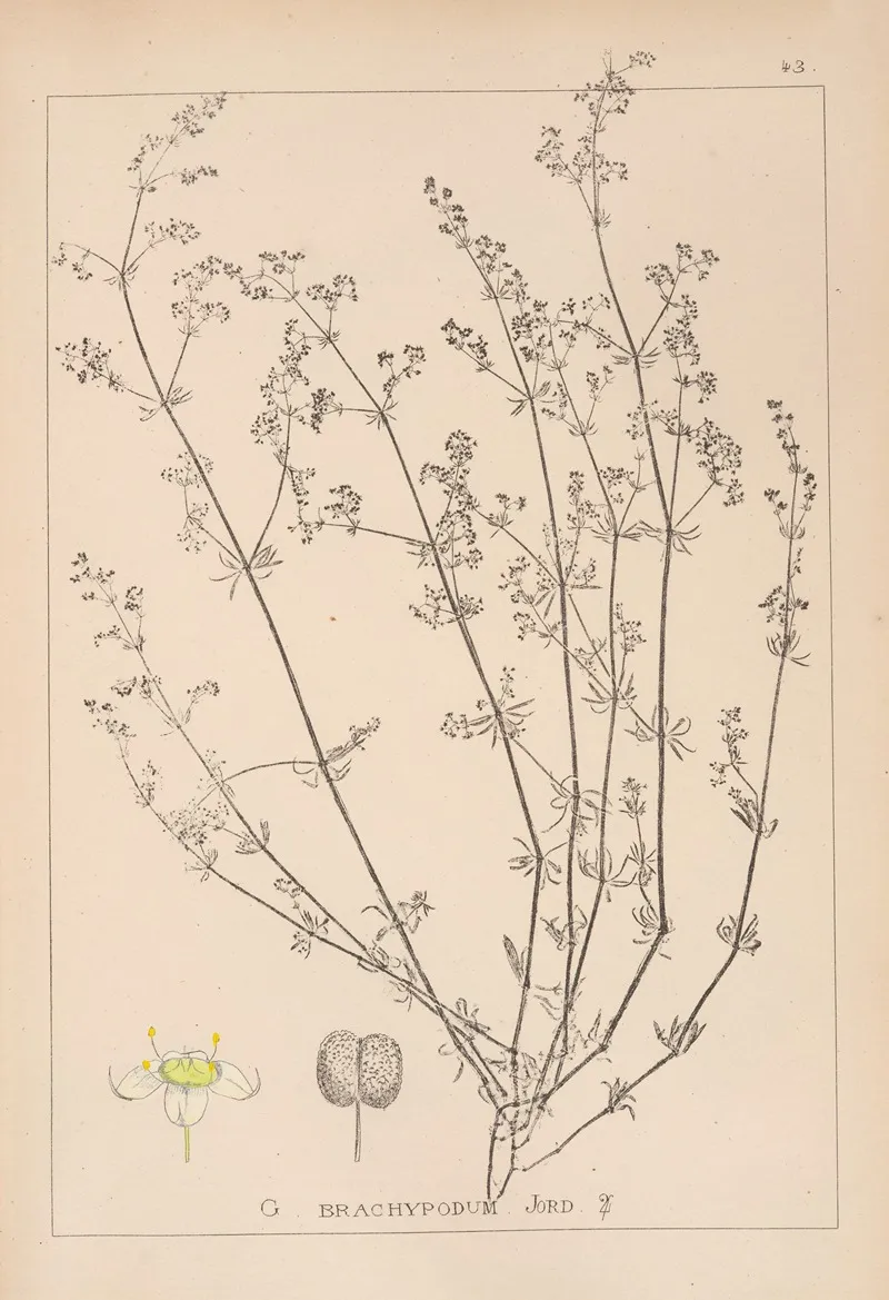 Herbier De La Flore Francaise Pl 0617 Wall Art by Louis Antoine Cusin - High-Resolution Digital Print
