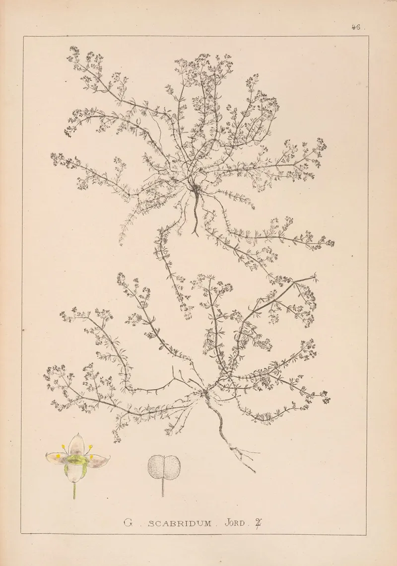 Herbier De La Flore Francaise Pl 0619 Wall Art by Louis Antoine Cusin - High-Resolution Digital Print