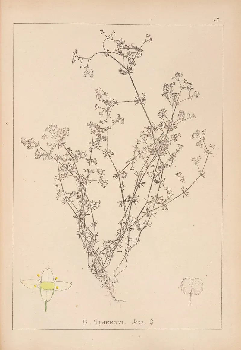 Herbier De La Flore Francaise Pl 0620 Wall Art by Louis Antoine Cusin - High-Resolution Digital Print