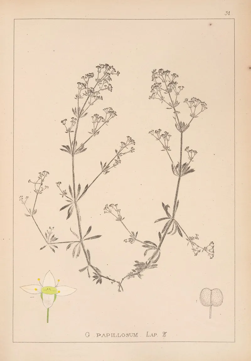 Herbier De La Flore Francaise Pl 0623 Wall Art by Louis Antoine Cusin - High-Resolution Digital Print