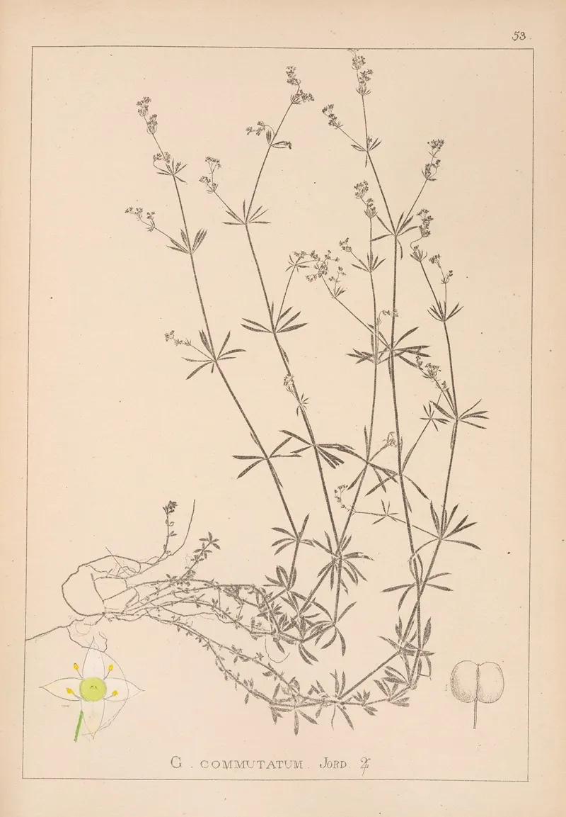Herbier De La Flore Francaise Pl 0625 Wall Art by Louis Antoine Cusin - High-Resolution Digital Print