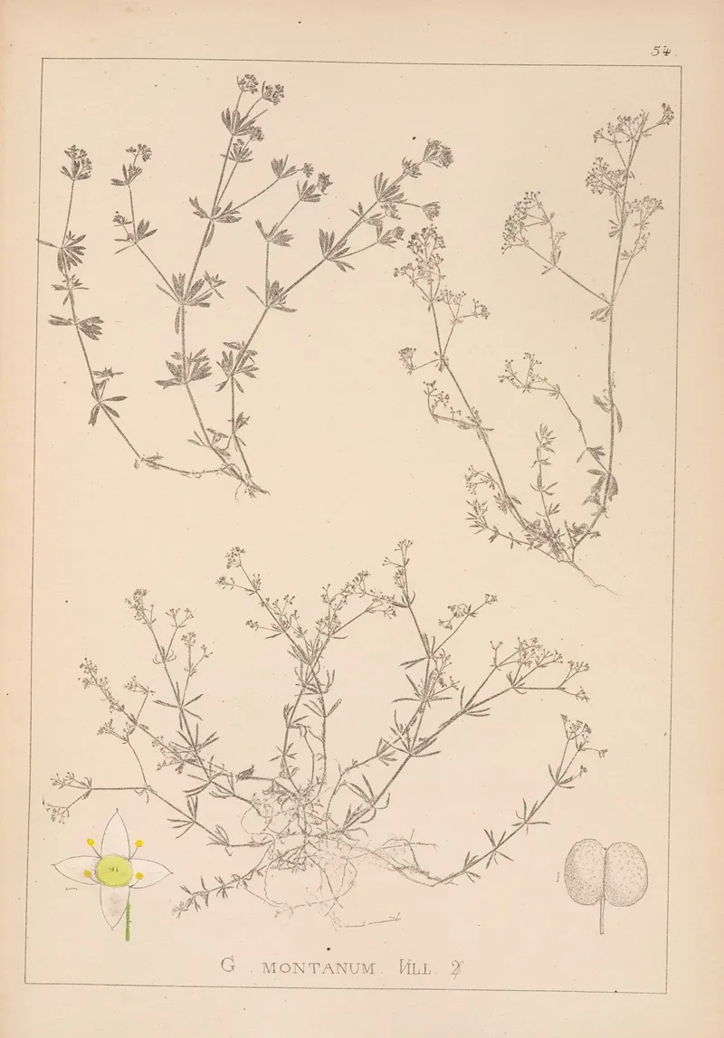 Herbier De La Flore Francaise Pl 0626 Wall Art by Louis Antoine Cusin - High-Resolution Digital Print