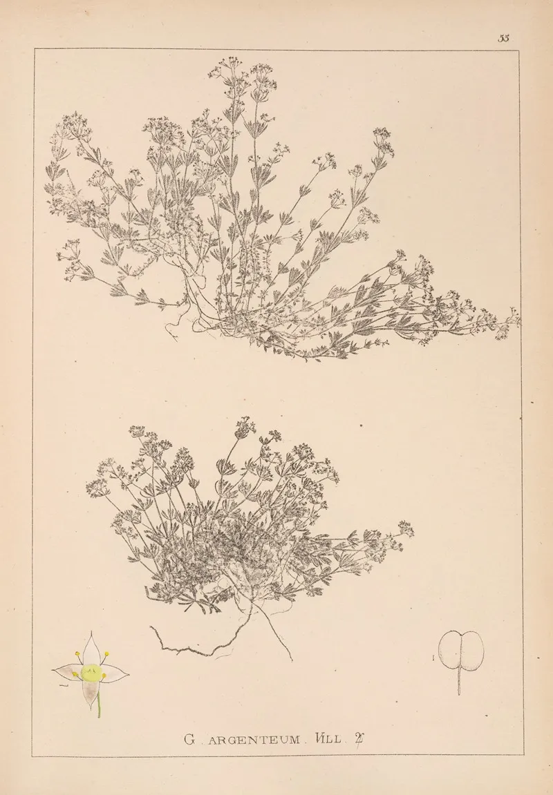 Herbier De La Flore Francaise Pl 0627 Wall Art by Louis Antoine Cusin - High-Resolution Digital Print