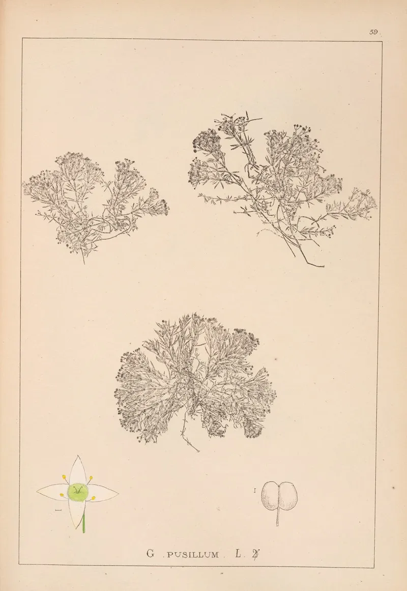 Herbier De La Flore Francaise Pl 0632 Wall Art by Louis Antoine Cusin - High-Resolution Digital Print