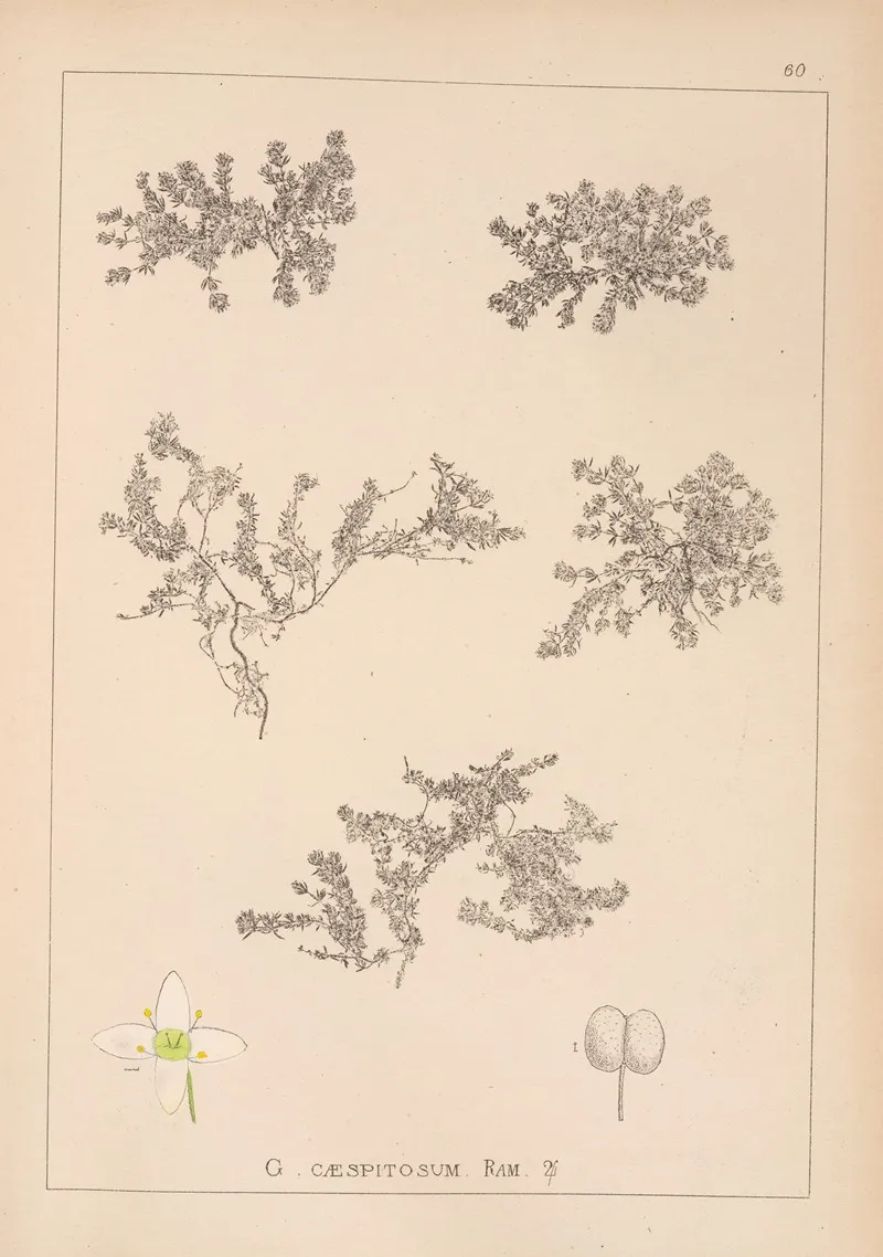 Herbier De La Flore Francaise Pl 0633 Wall Art by Louis Antoine Cusin - High-Resolution Digital Print