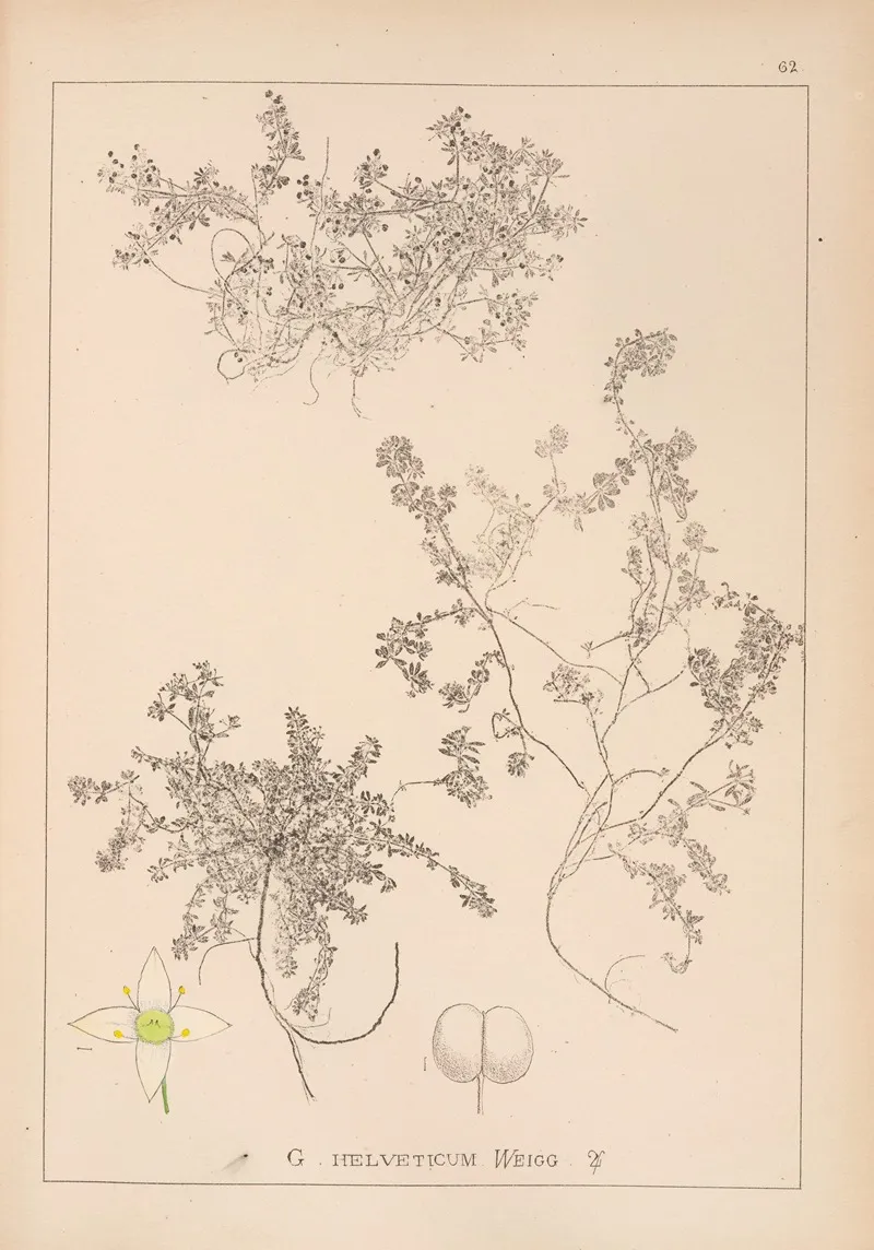 Herbier De La Flore Francaise Pl 0635 Wall Art by Louis Antoine Cusin - High-Resolution Digital Print