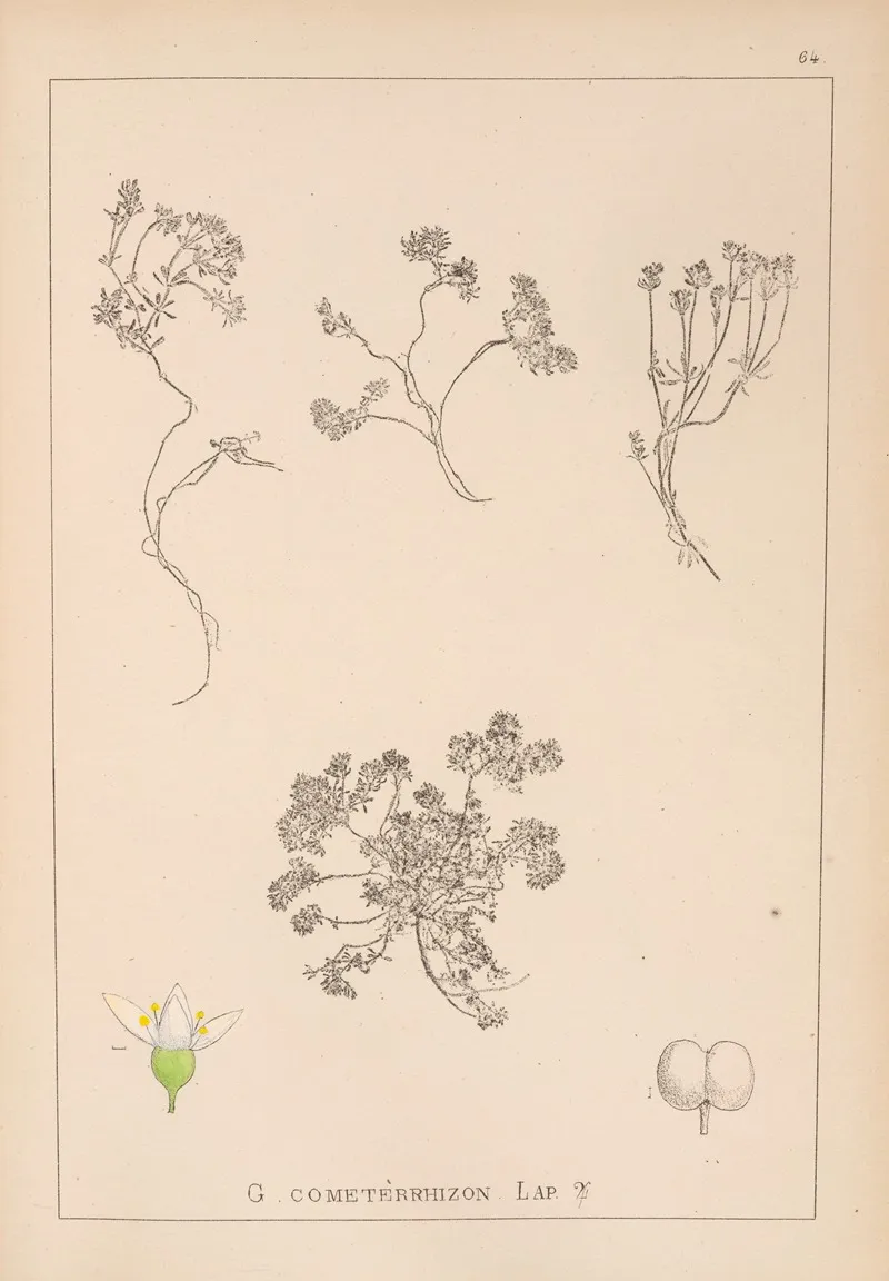 Herbier De La Flore Francaise Pl 0637 Wall Art by Louis Antoine Cusin - High-Resolution Digital Print