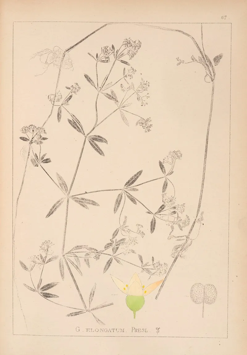 Herbier De La Flore Francaise Pl 0640 Wall Art by Louis Antoine Cusin - High-Resolution Digital Print
