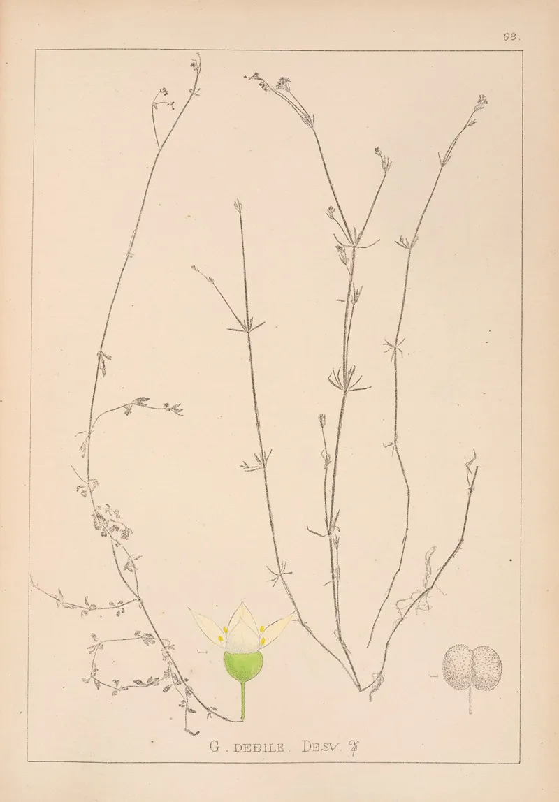 Herbier De La Flore Francaise Pl 0641 Wall Art by Louis Antoine Cusin - High-Resolution Digital Print