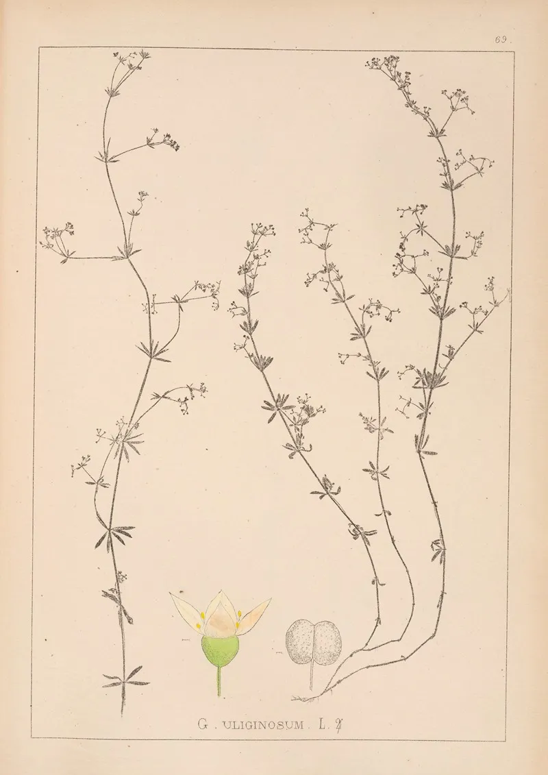 Herbier De La Flore Francaise Pl 0642 Wall Art by Louis Antoine Cusin - High-Resolution Digital Print