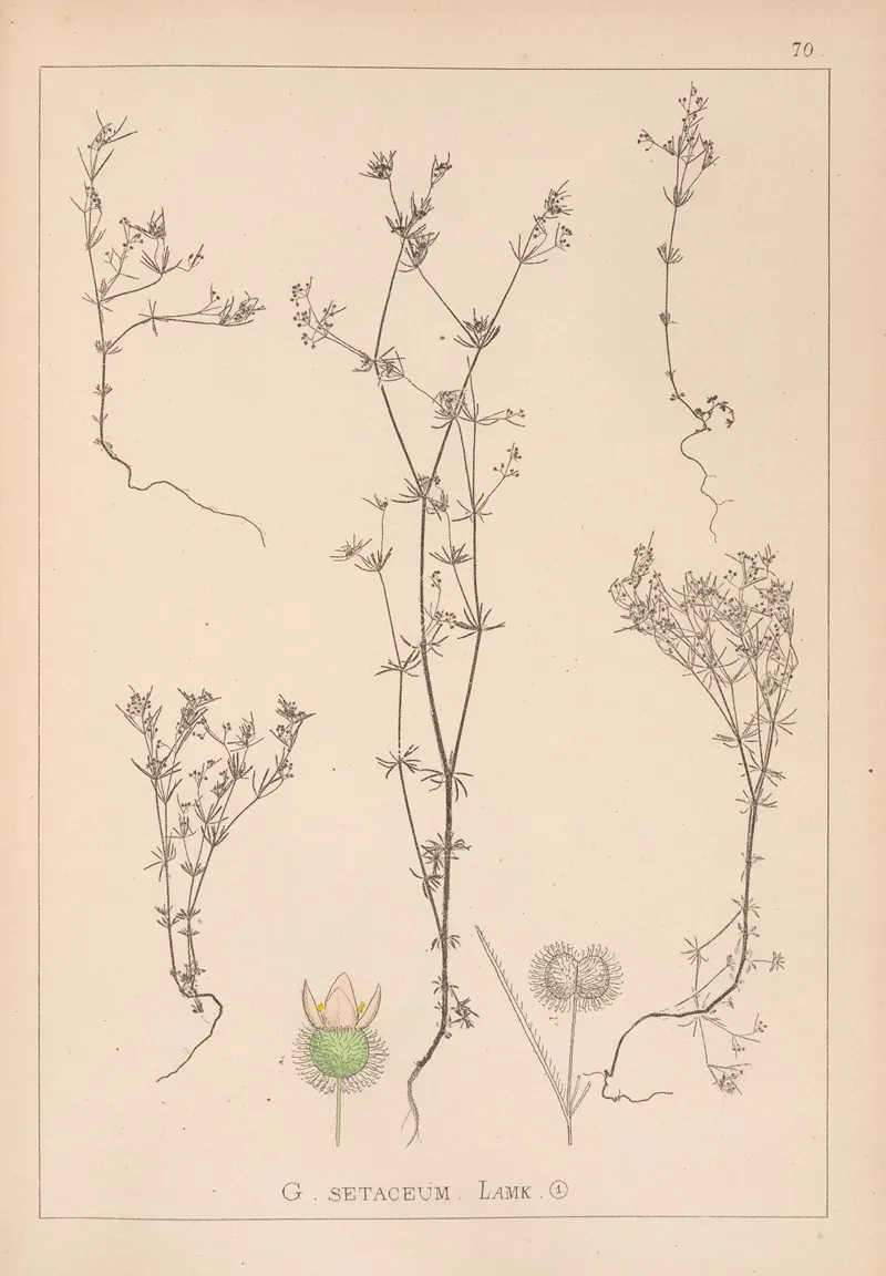 Herbier De La Flore Francaise Pl 0643 Wall Art by Louis Antoine Cusin - High-Resolution Digital Print