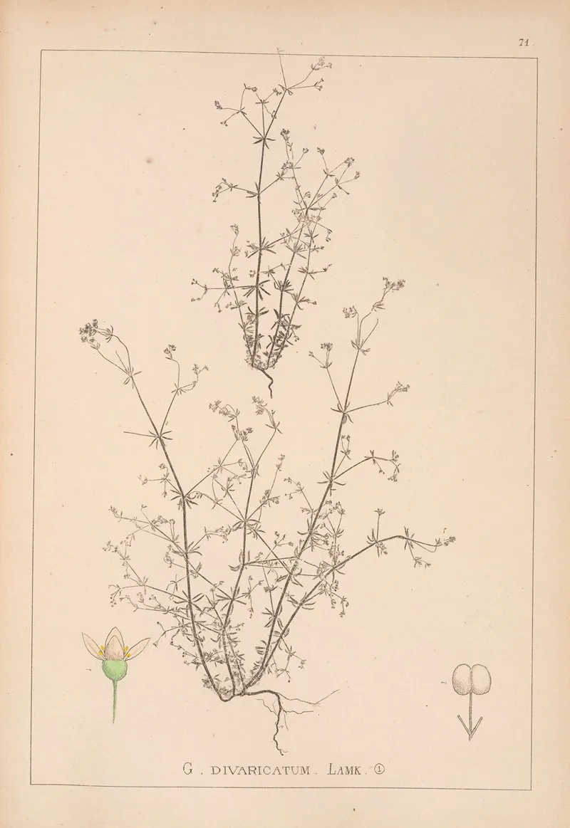 Herbier De La Flore Francaise Pl 0644 Wall Art by Louis Antoine Cusin - High-Resolution Digital Print