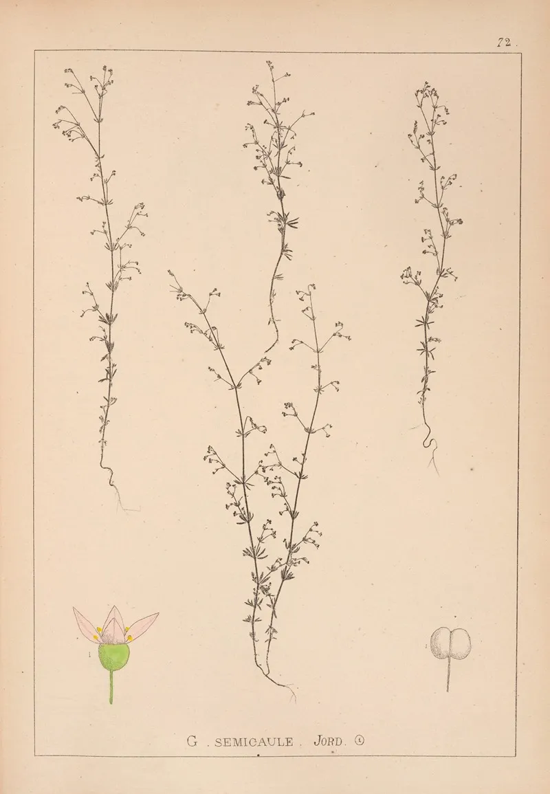 Herbier De La Flore Francaise Pl 0645 Wall Art by Louis Antoine Cusin - High-Resolution Digital Print
