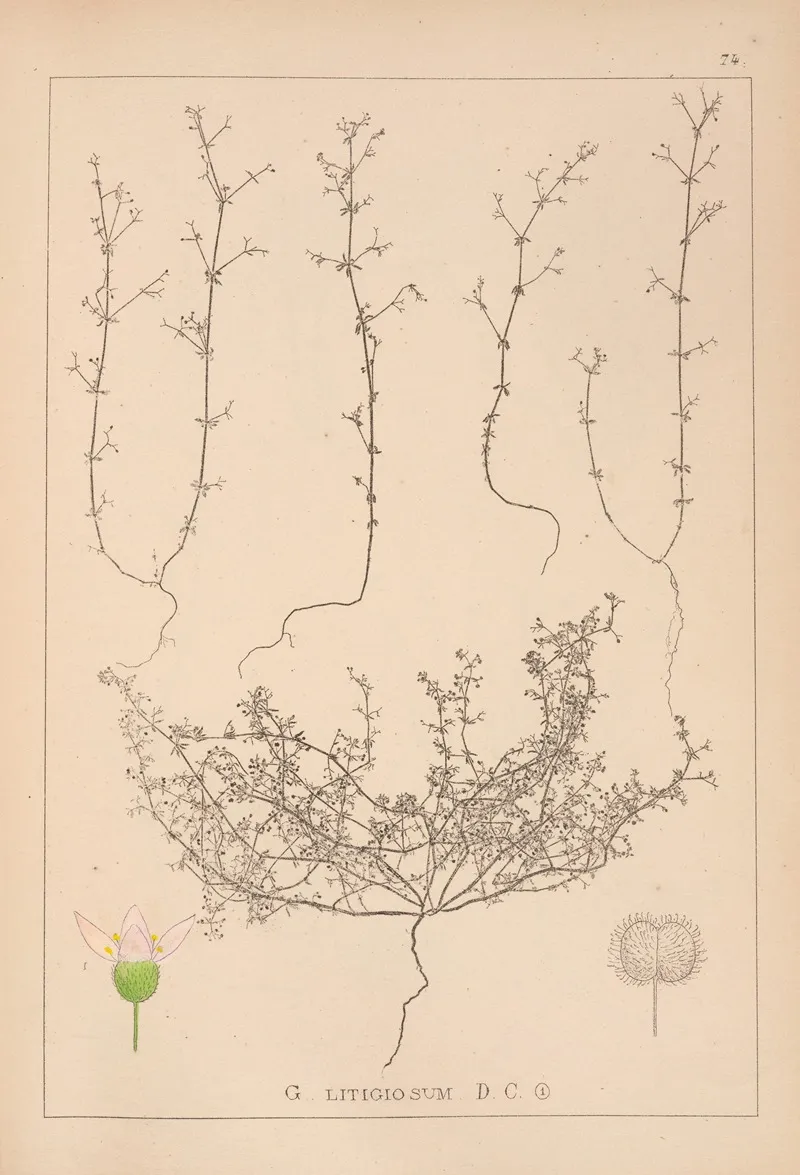 Herbier De La Flore Francaise Pl 0647 Wall Art by Louis Antoine Cusin - High-Resolution Digital Print