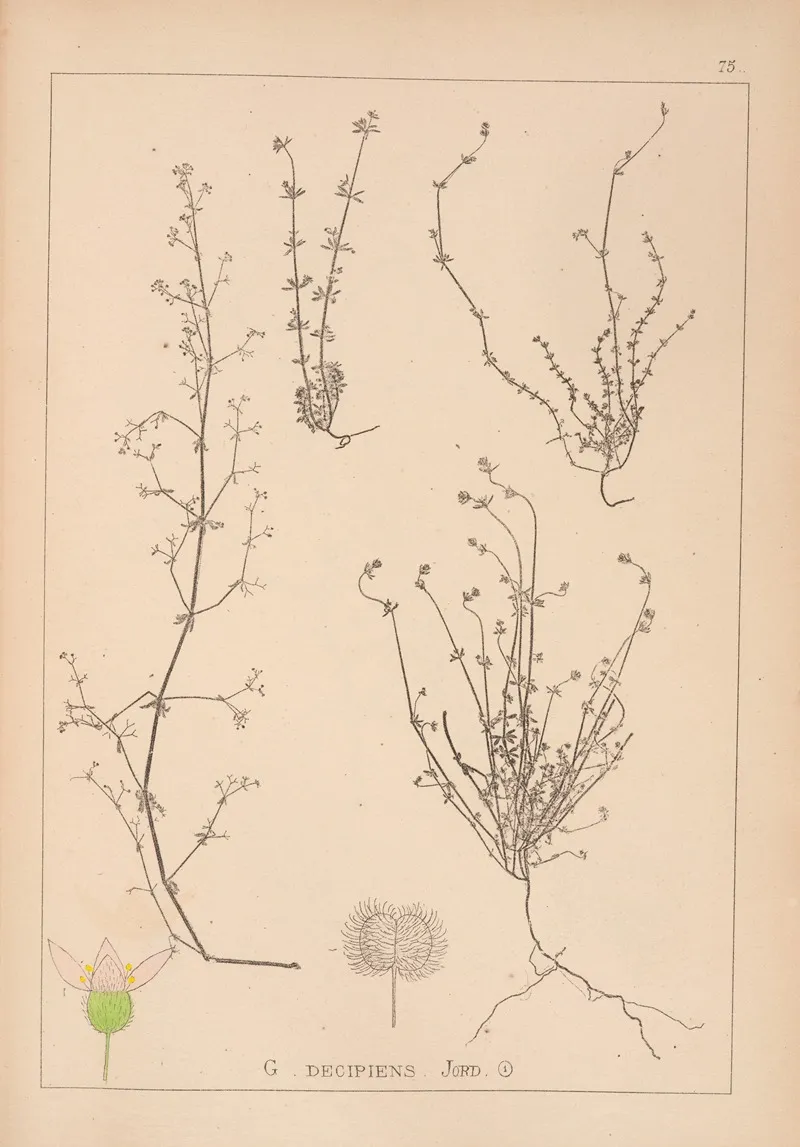 Herbier De La Flore Francaise Pl 0648 Wall Art by Louis Antoine Cusin - High-Resolution Digital Print