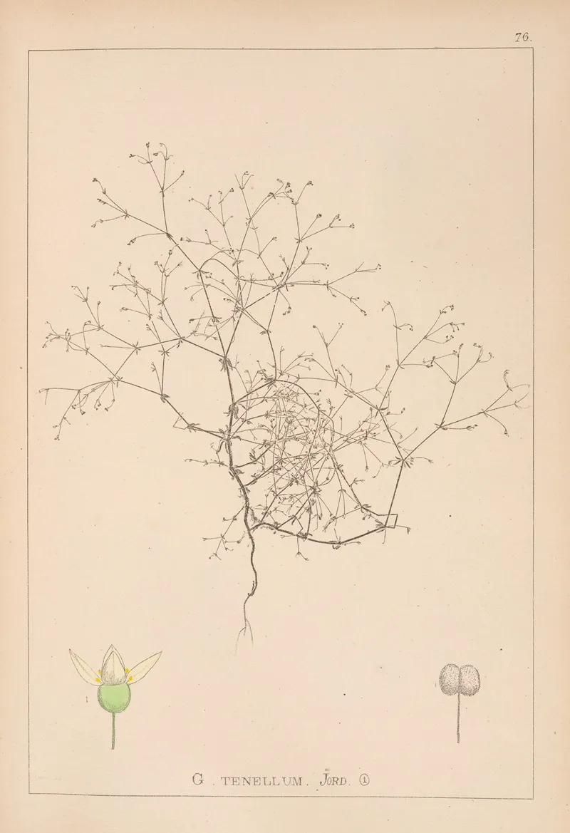 Herbier De La Flore Francaise Pl 0649 Wall Art by Louis Antoine Cusin - High-Resolution Digital Print