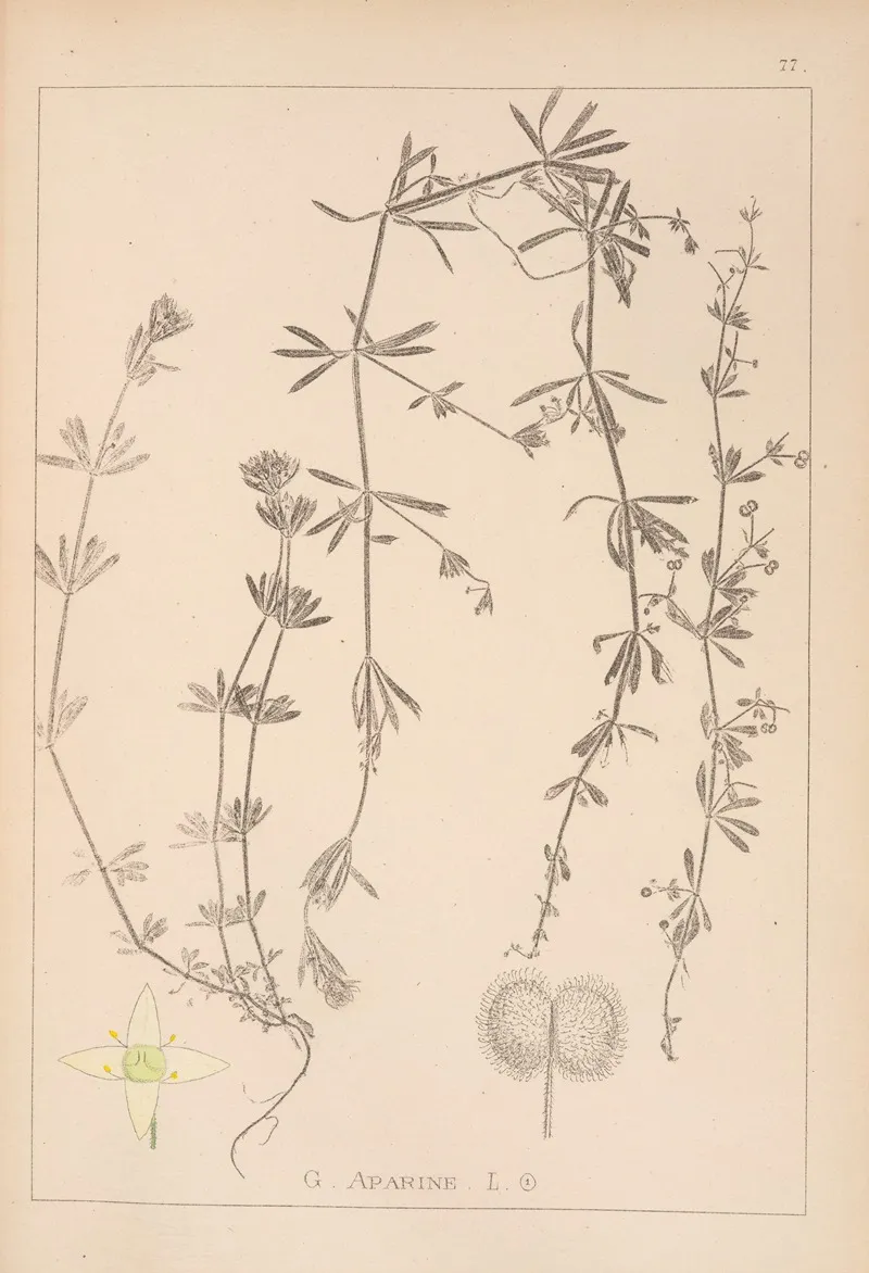 Herbier De La Flore Francaise Pl 0650 Wall Art by Louis Antoine Cusin - High-Resolution Digital Print