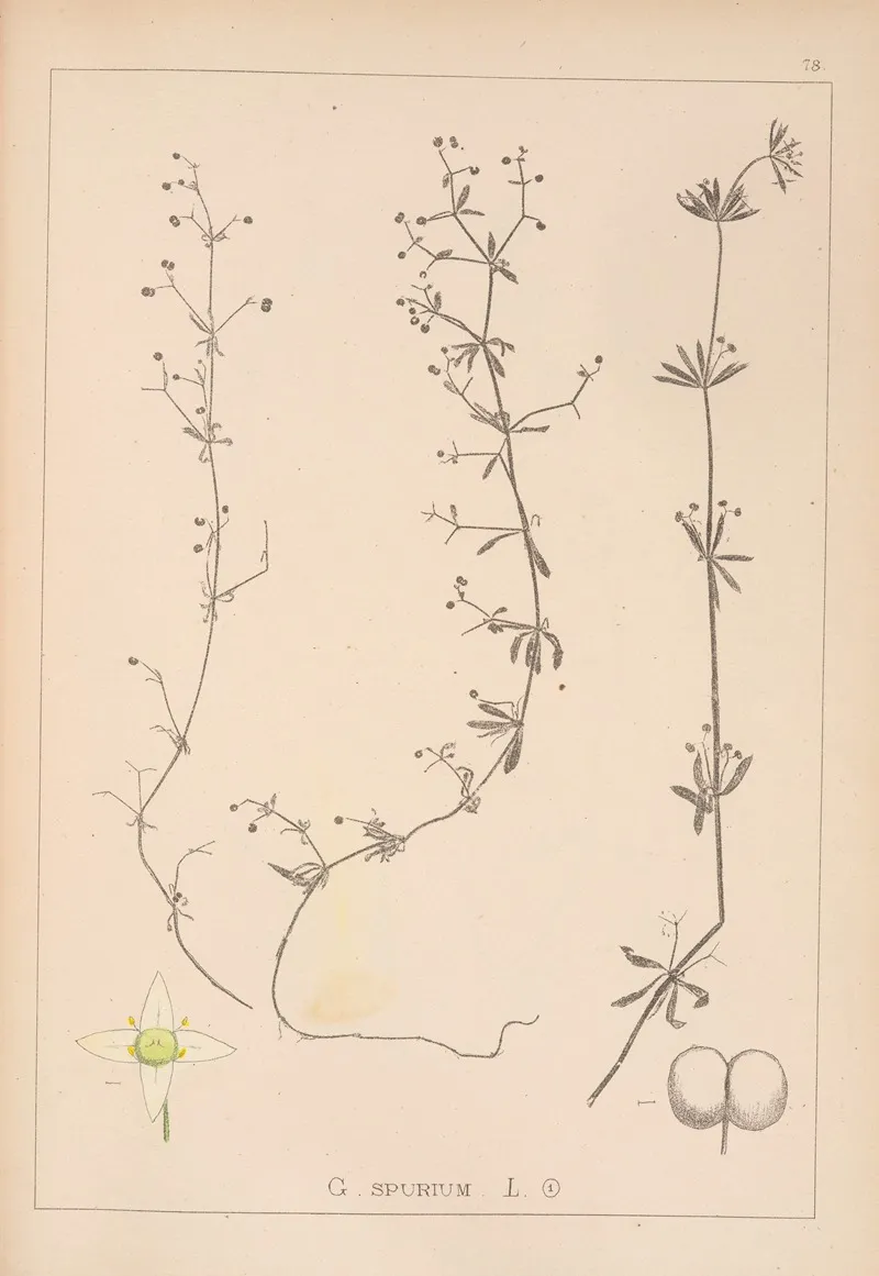 Herbier De La Flore Francaise Pl 0651 Wall Art by Louis Antoine Cusin - High-Resolution Digital Print