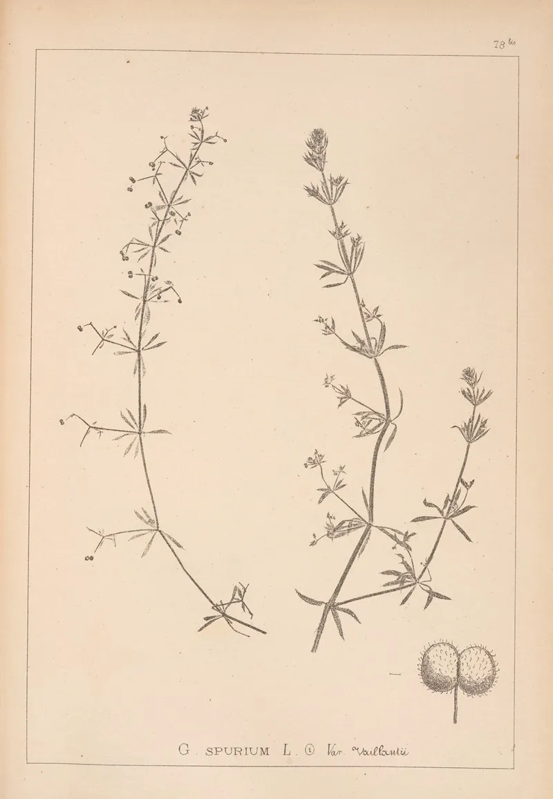 Herbier De La Flore Francaise Pl 0652 Wall Art by Louis Antoine Cusin - High-Resolution Digital Print