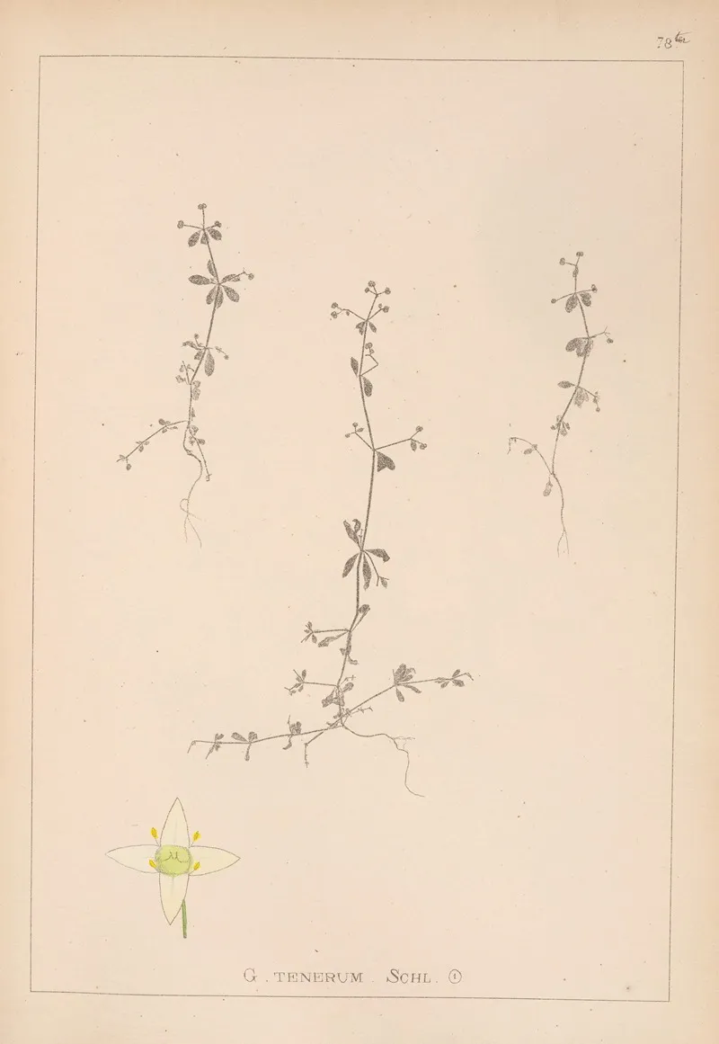 Herbier De La Flore Francaise Pl 0653 Wall Art by Louis Antoine Cusin - High-Resolution Digital Print