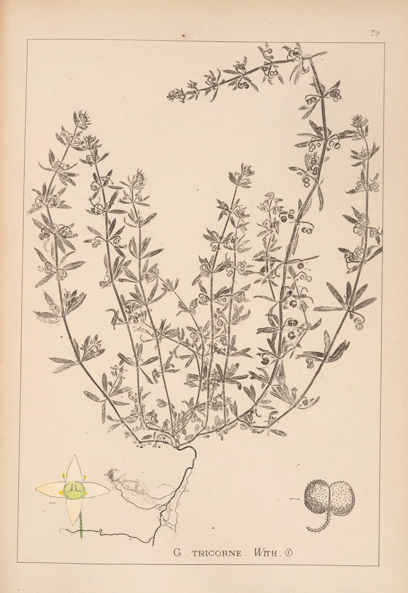 Herbier De La Flore Francaise Pl 0654 Wall Art by Louis Antoine Cusin - High-Resolution Digital Print