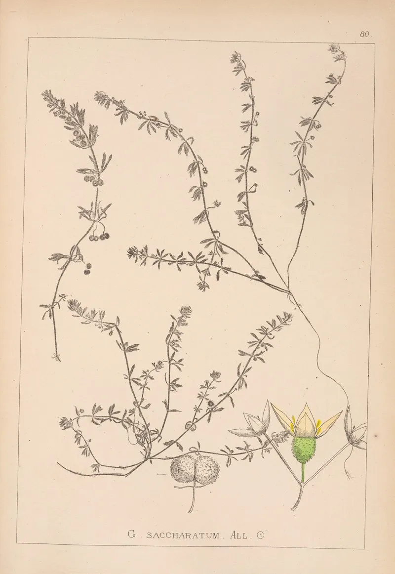 Herbier De La Flore Francaise Pl 0655 Wall Art by Louis Antoine Cusin - High-Resolution Digital Print