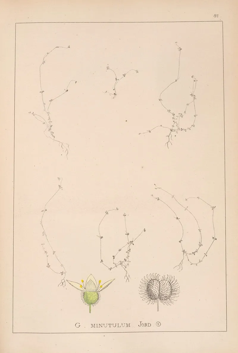 Herbier De La Flore Francaise Pl 0656 Wall Art by Louis Antoine Cusin - High-Resolution Digital Print