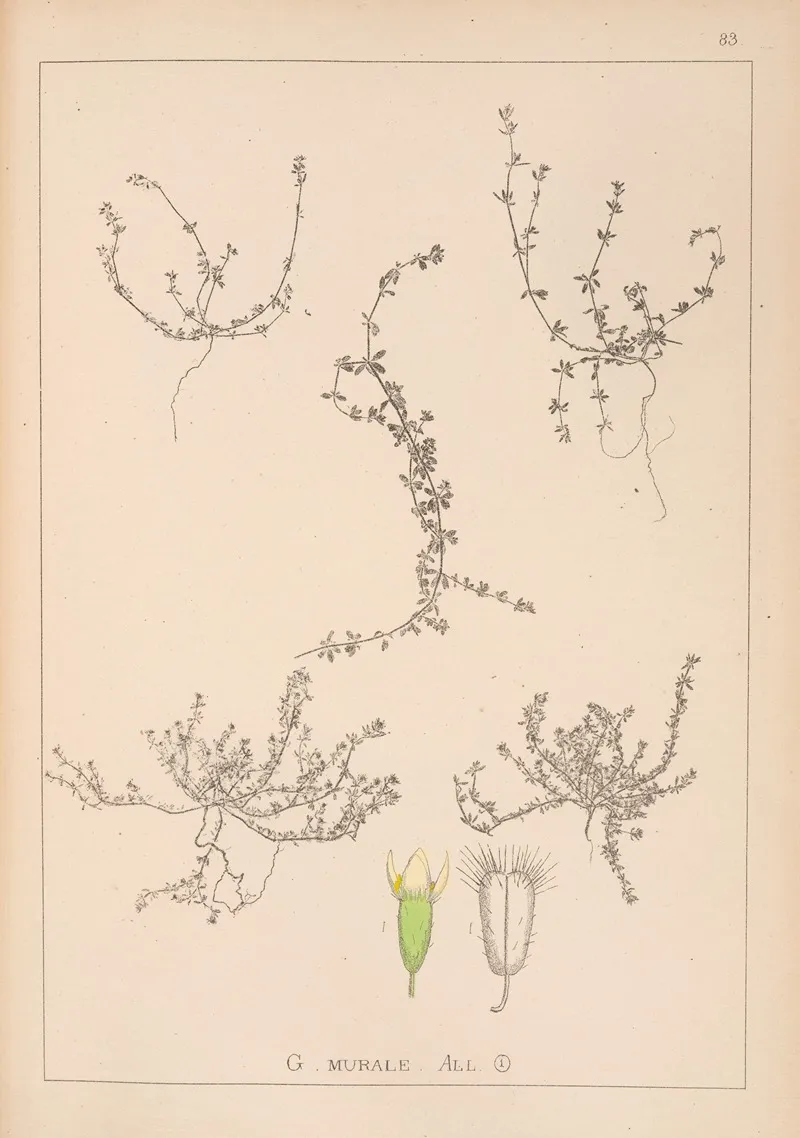 Herbier De La Flore Francaise Pl 0658 Wall Art by Louis Antoine Cusin - High-Resolution Digital Print