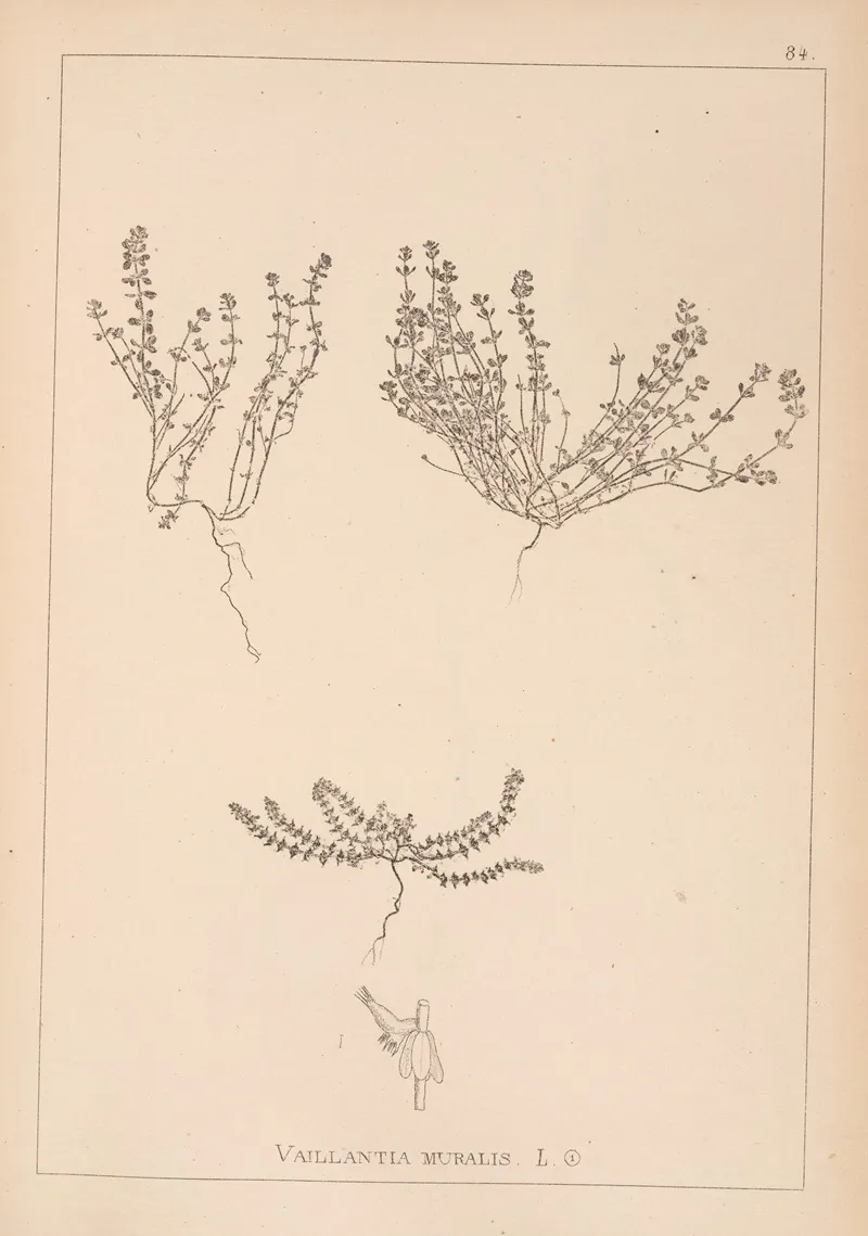 Herbier De La Flore Francaise Pl 0659 Wall Art by Louis Antoine Cusin - High-Resolution Digital Print