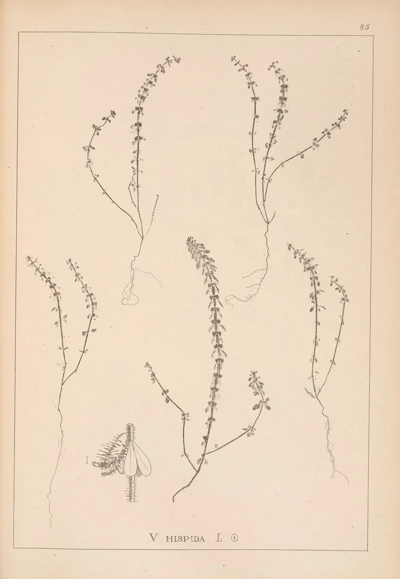 Herbier De La Flore Francaise Pl 0660 Wall Art by Louis Antoine Cusin - High-Resolution Digital Print