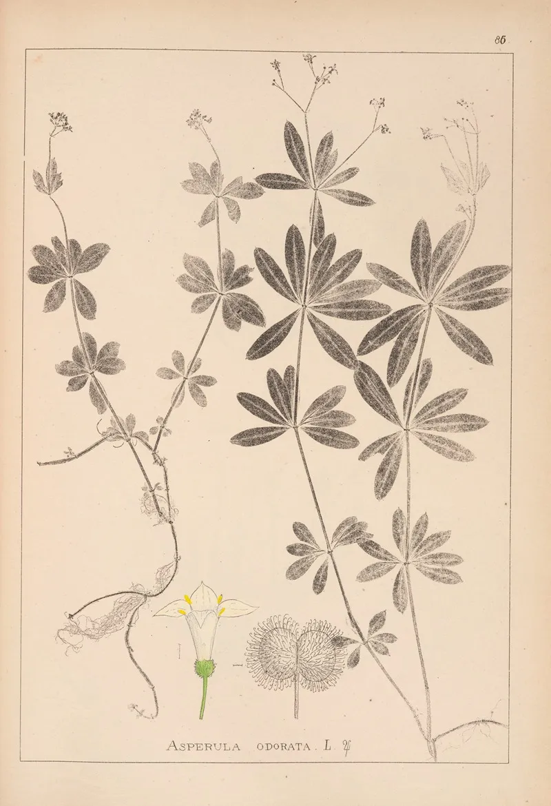 Herbier De La Flore Francaise Pl 0661 Wall Art by Louis Antoine Cusin - High-Resolution Digital Print