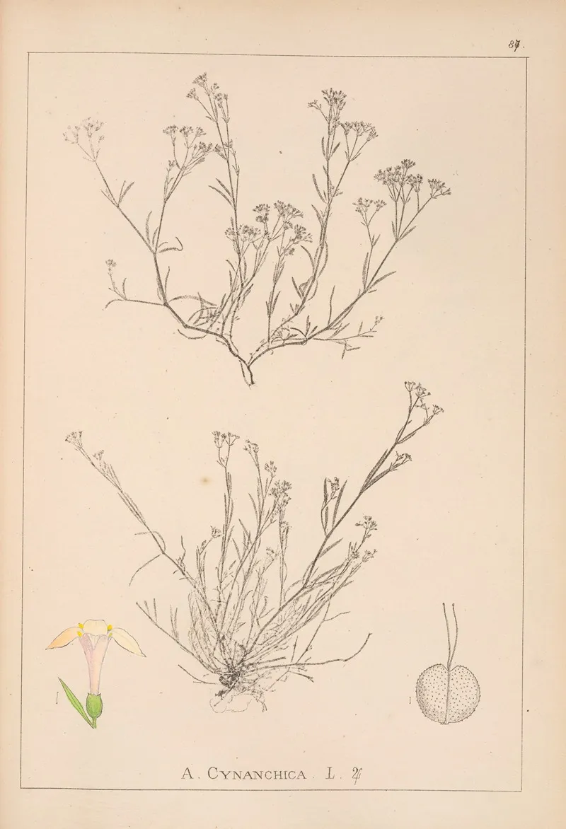 Herbier De La Flore Francaise Pl 0662 Wall Art by Louis Antoine Cusin - High-Resolution Digital Print