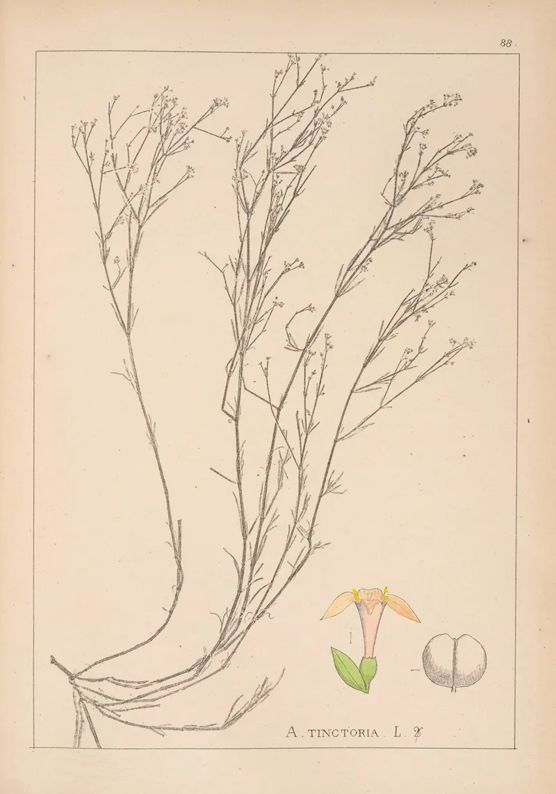 Herbier De La Flore Francaise Pl 0663 Wall Art by Louis Antoine Cusin - High-Resolution Digital Print