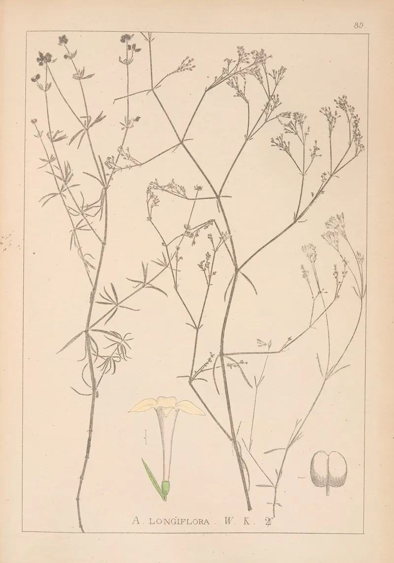 Herbier De La Flore Francaise Pl 0664 Wall Art by Louis Antoine Cusin - High-Resolution Digital Print