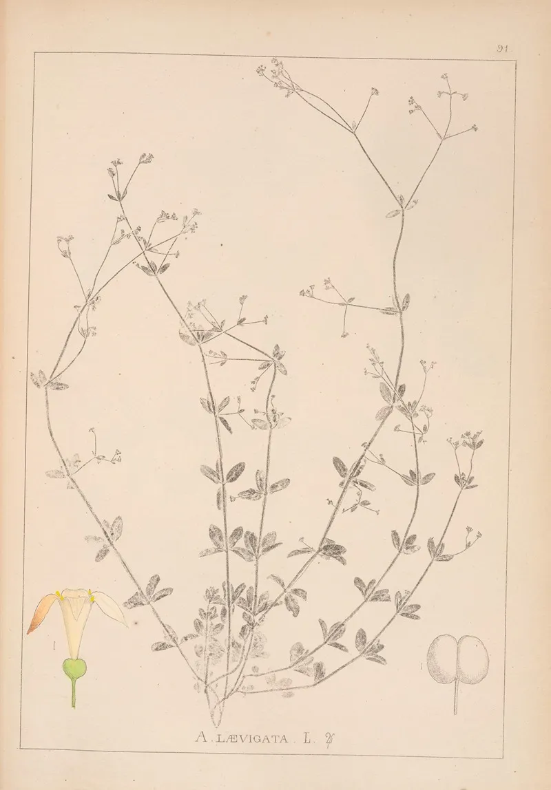 Herbier De La Flore Francaise Pl 0667 Wall Art by Louis Antoine Cusin - High-Resolution Digital Print