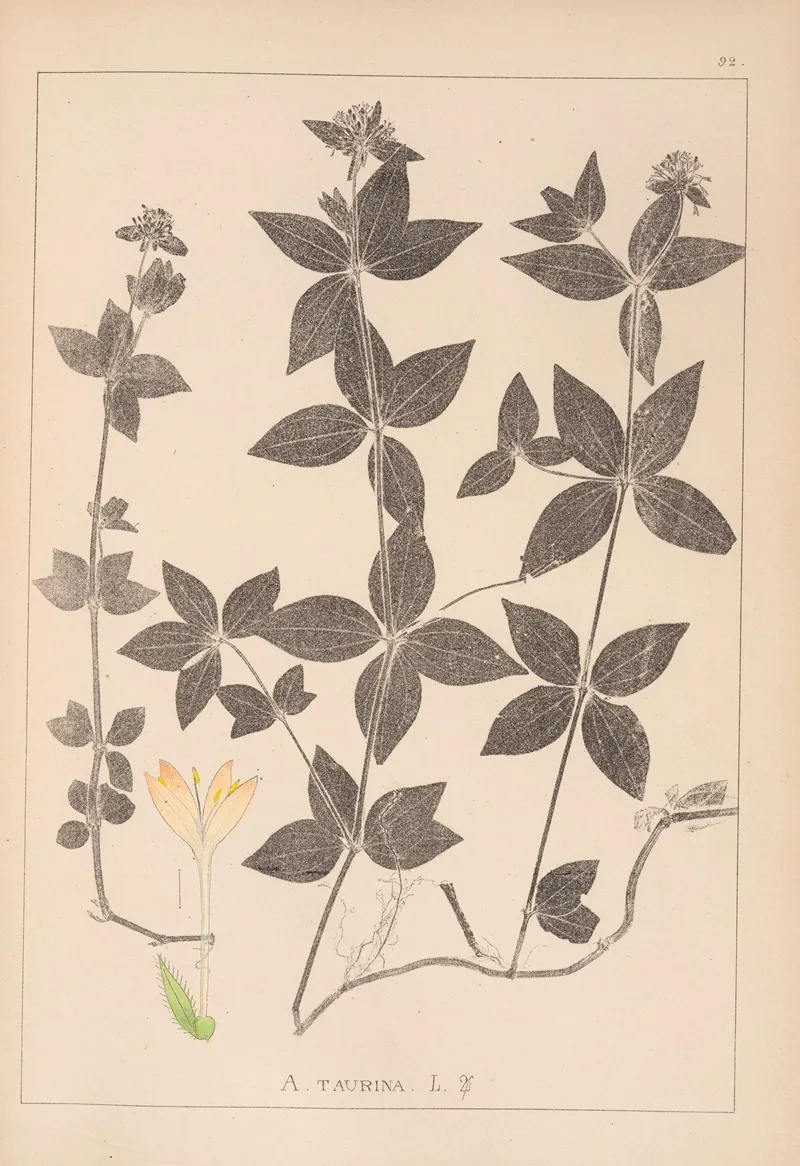 Herbier De La Flore Francaise Pl 0668 Wall Art by Louis Antoine Cusin - High-Resolution Digital Print