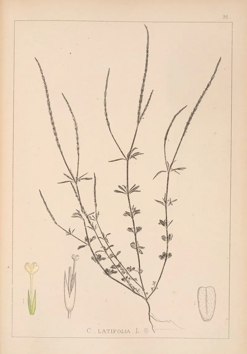 Herbier De La Flore Francaise Pl 0672 Wall Art by Louis Antoine Cusin - High-Resolution Digital Print