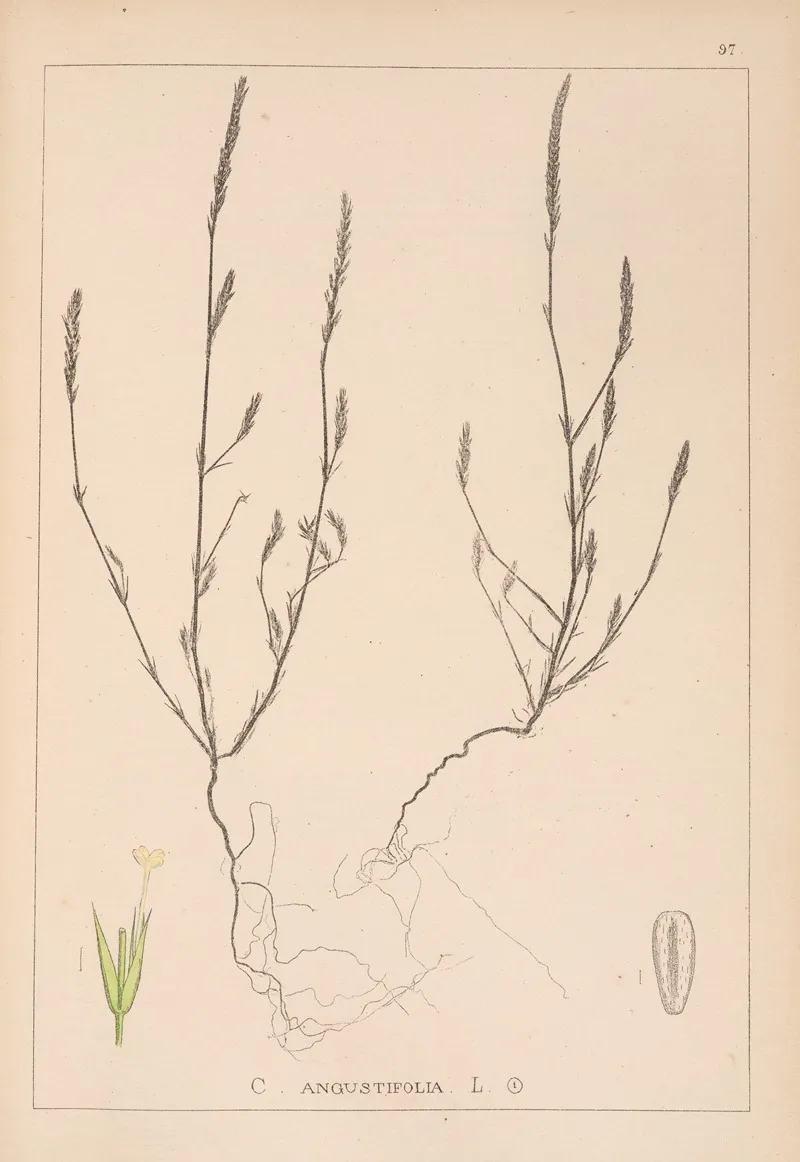 Herbier De La Flore Francaise Pl 0673 Wall Art by Louis Antoine Cusin - High-Resolution Digital Print