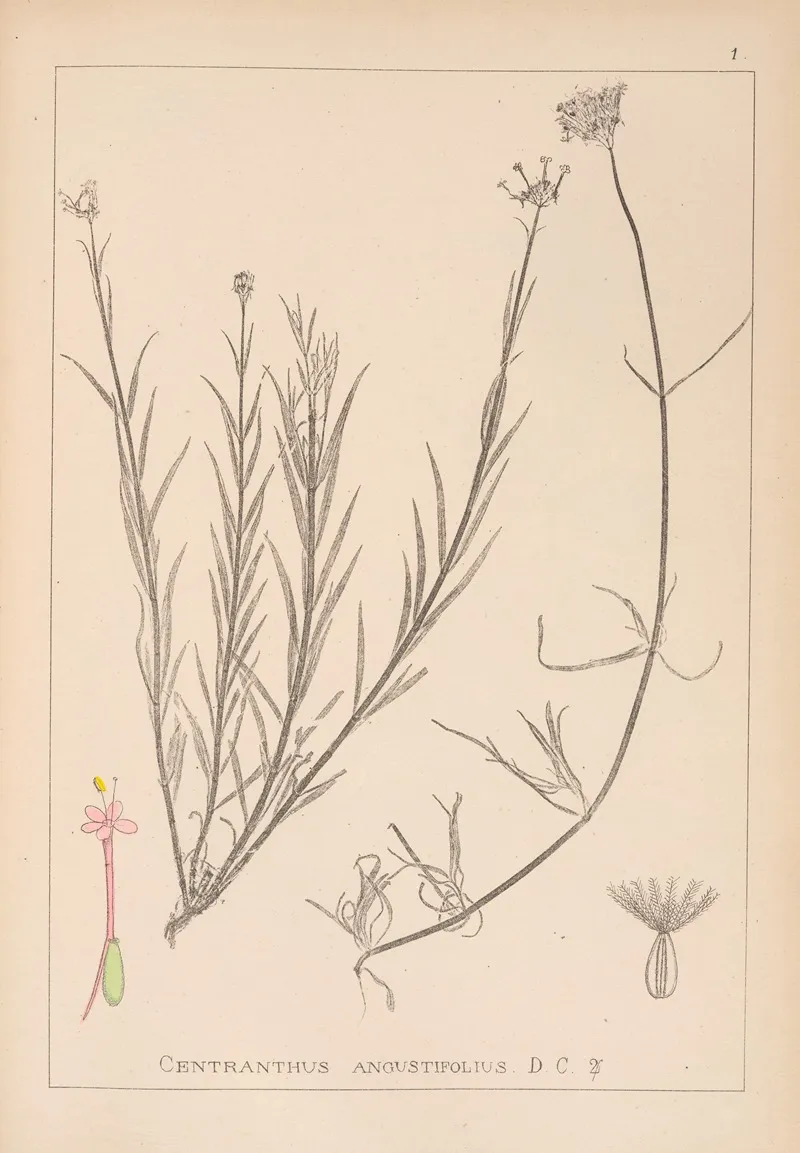 Herbier De La Flore Francaise Pl 0674 Wall Art by Louis Antoine Cusin - High-Resolution Digital Print