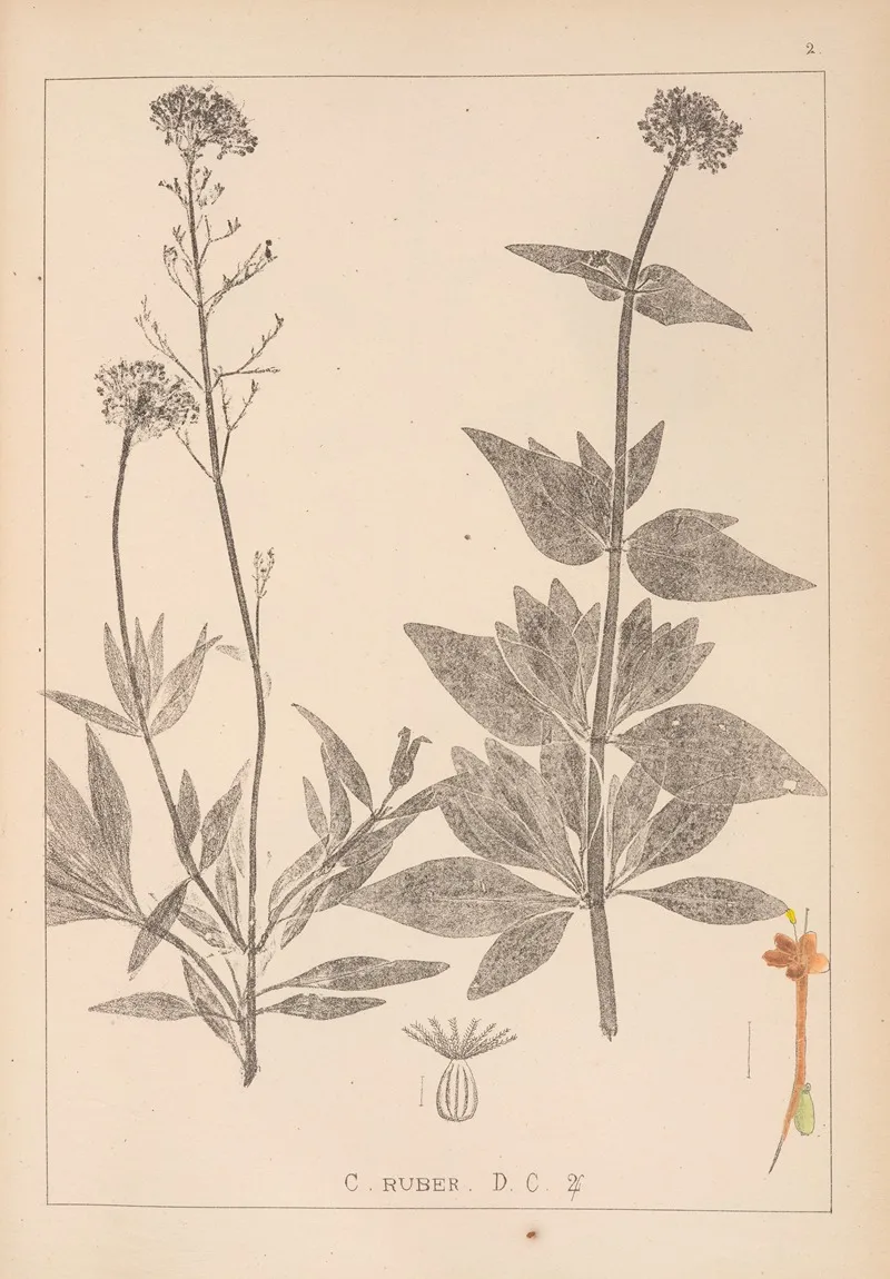 Herbier De La Flore Francaise Pl 0675 Wall Art by Louis Antoine Cusin - High-Resolution Digital Print