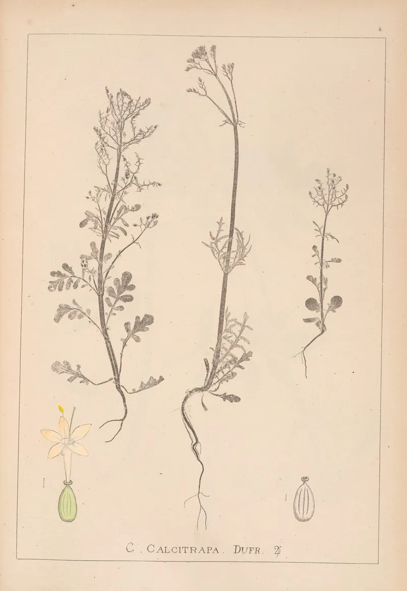 Herbier De La Flore Francaise Pl 0677 Wall Art by Louis Antoine Cusin - High-Resolution Digital Print