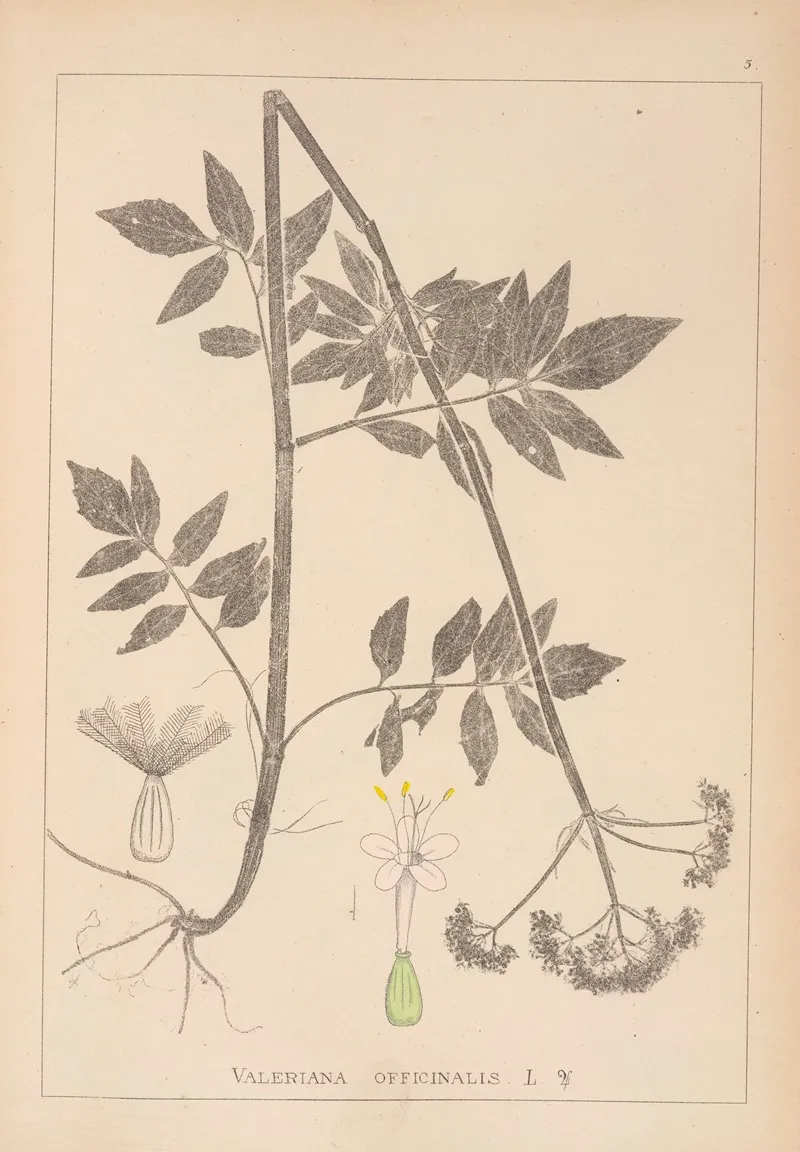 Herbier De La Flore Francaise Pl 0678 Wall Art by Louis Antoine Cusin - High-Resolution Digital Print