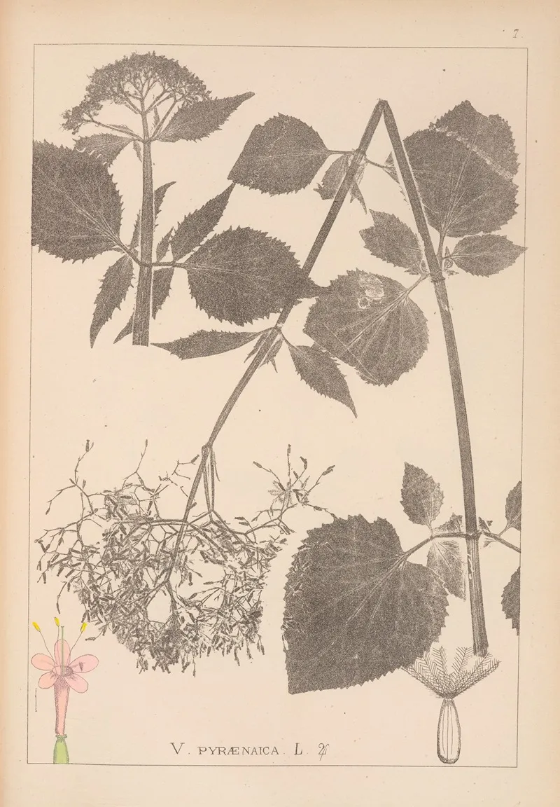 Herbier De La Flore Francaise Pl 0680 Wall Art by Louis Antoine Cusin - High-Resolution Digital Print