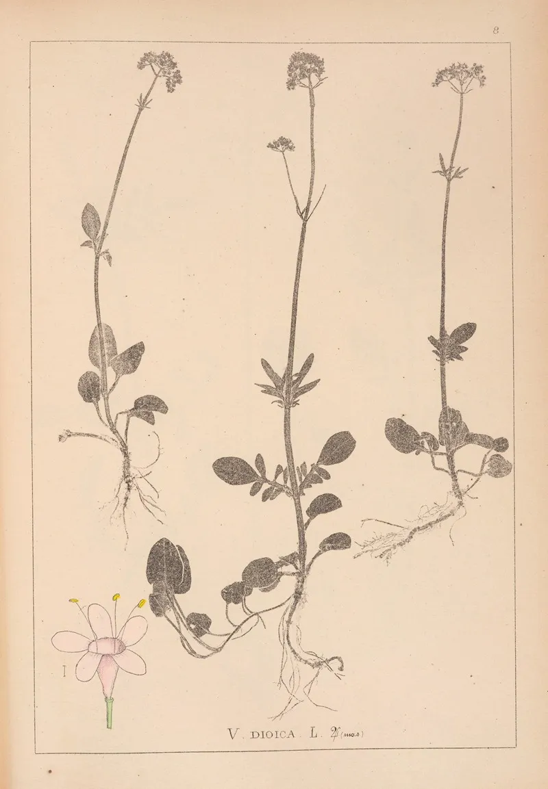 Herbier De La Flore Francaise Pl 0681 Wall Art by Louis Antoine Cusin - High-Resolution Digital Print