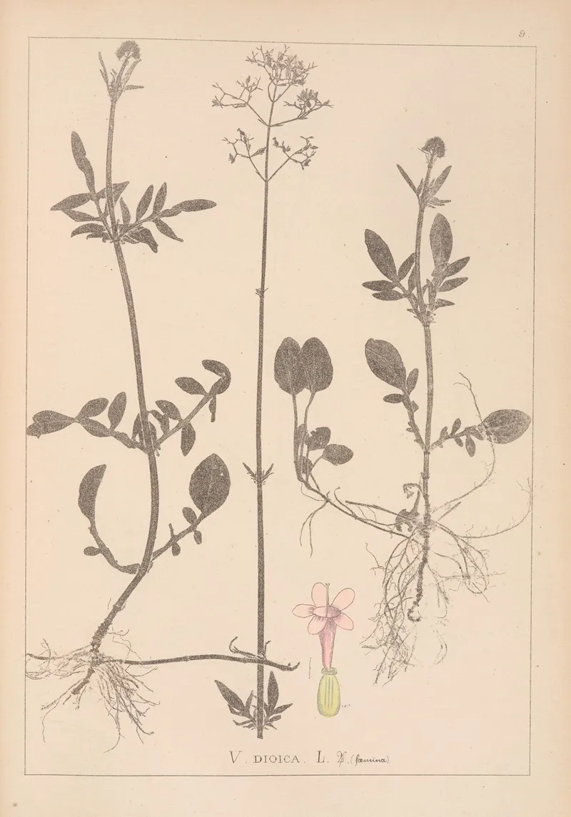 Herbier De La Flore Francaise Pl 0682 Wall Art by Louis Antoine Cusin - High-Resolution Digital Print