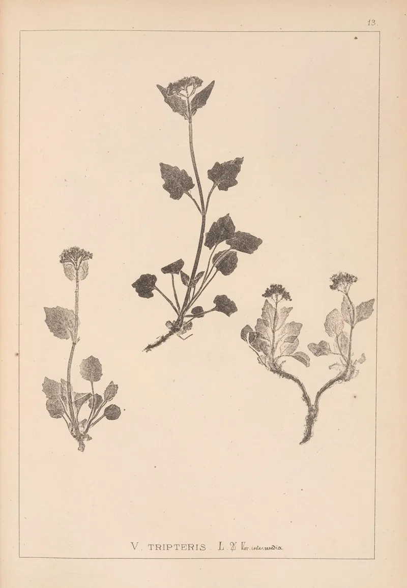 Herbier De La Flore Francaise Pl 0686 Wall Art by Louis Antoine Cusin - High-Resolution Digital Print