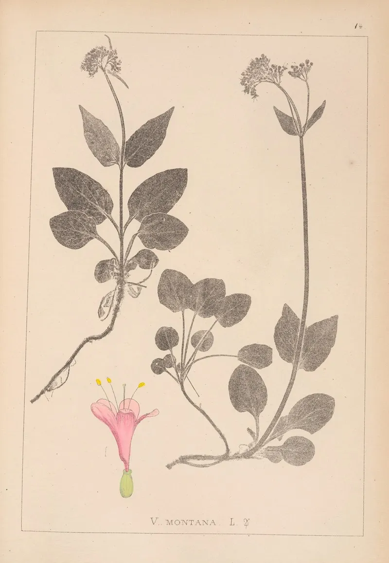 Herbier De La Flore Francaise Pl 0687 Wall Art by Louis Antoine Cusin - High-Resolution Digital Print