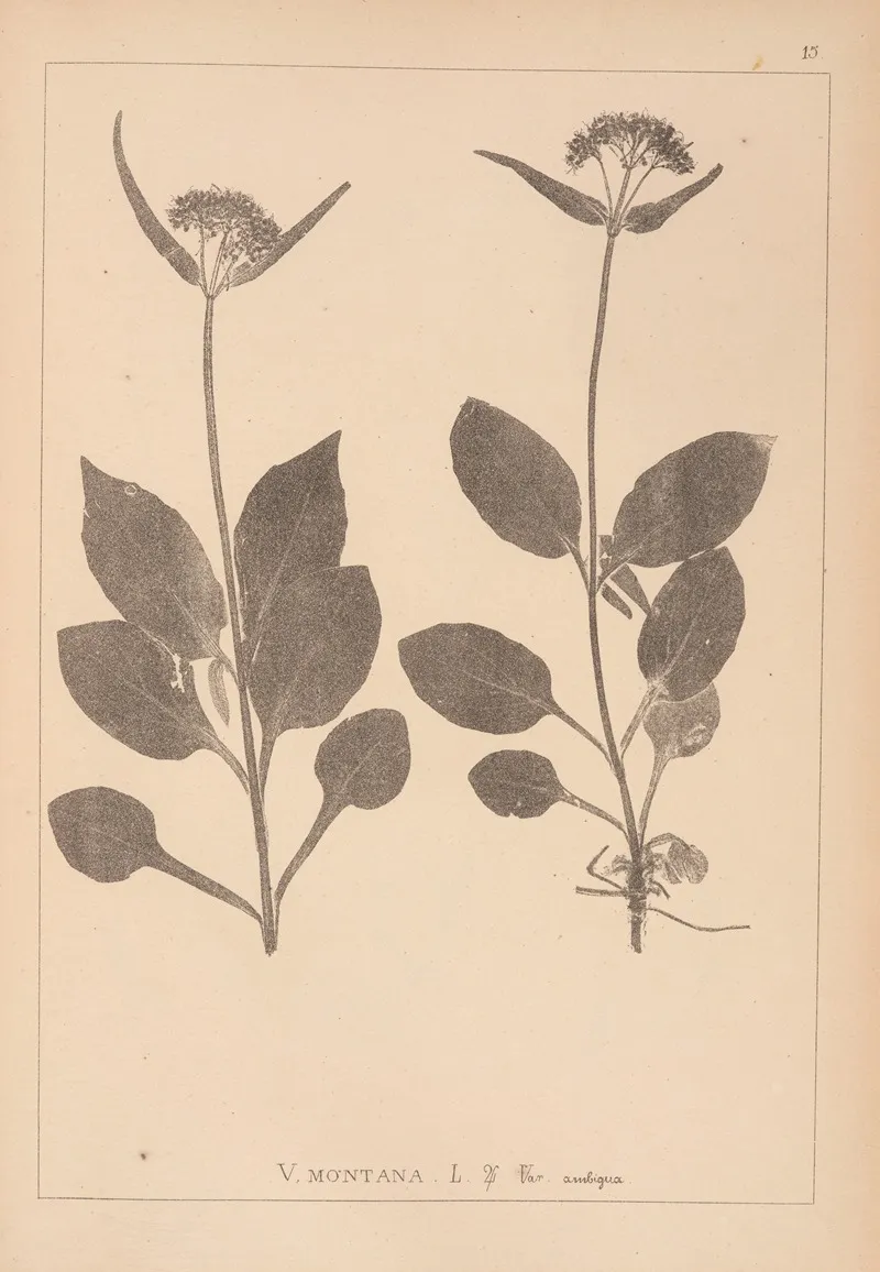 Herbier De La Flore Francaise Pl 0688 Wall Art by Louis Antoine Cusin - High-Resolution Digital Print