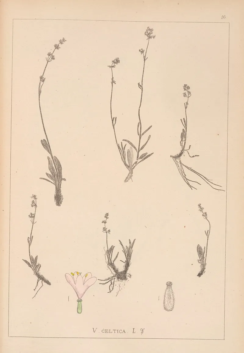 Herbier De La Flore Francaise Pl 0689 Wall Art by Louis Antoine Cusin - High-Resolution Digital Print