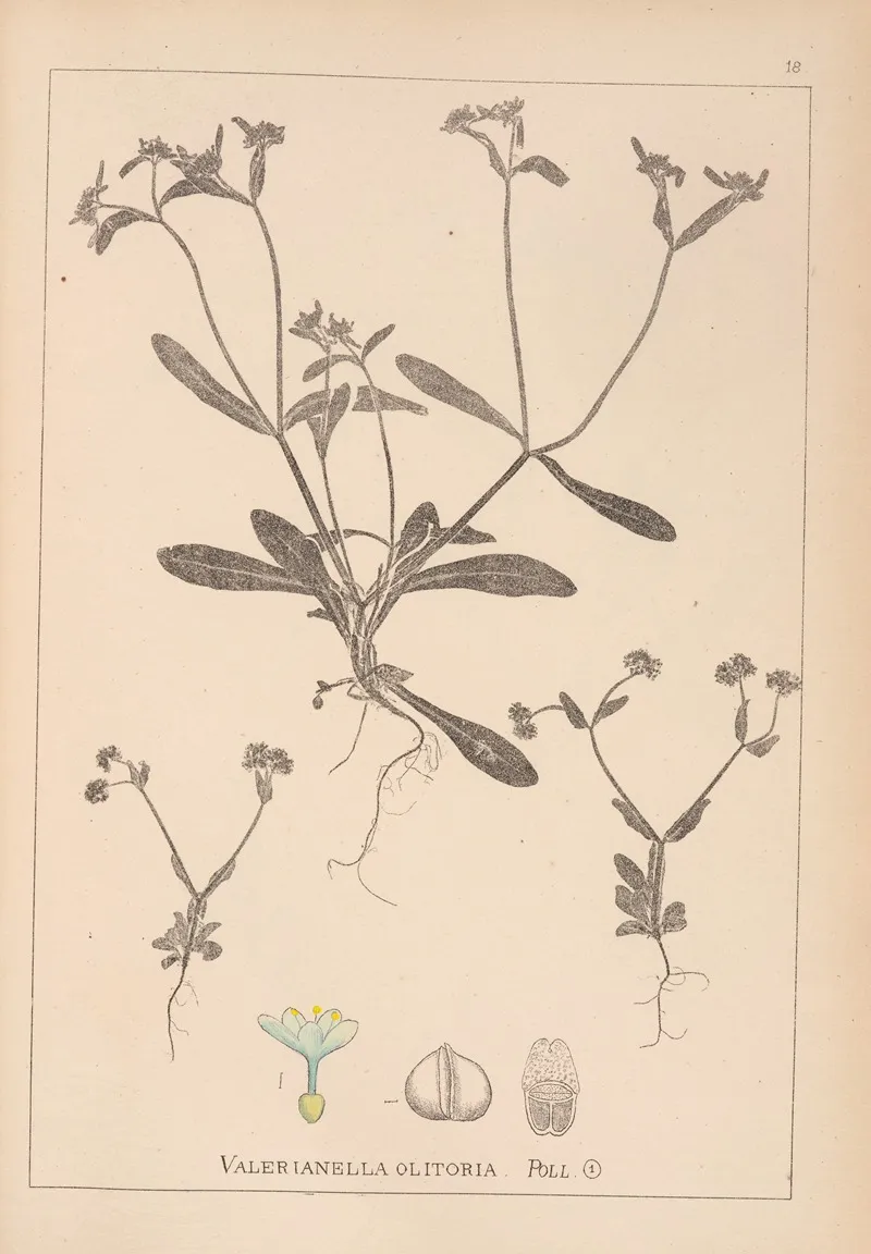 Herbier De La Flore Francaise Pl 0691 Wall Art by Louis Antoine Cusin - High-Resolution Digital Print